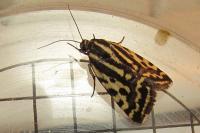 Emmelia trabealis