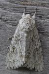 Acronicta aceris