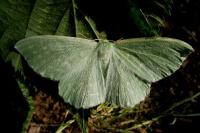 Geometra papilionaria