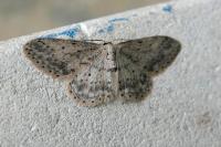 Idaea seriata
