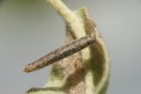Coleophora hemerobiella