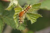 Orgyia recens
