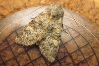 Polymixis flavicincta