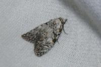 Meganola strigula
