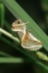 Habrosyne pyritoides