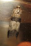 Sciota rhenella