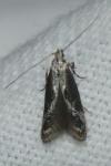 Blastodacna hellerella