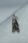 Blastodacna hellerella