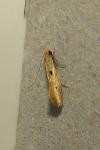Tinea trinotella
