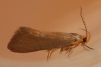 Crassa unitella