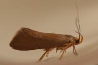 Crassa unitella