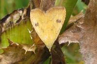 Rivula sericealis