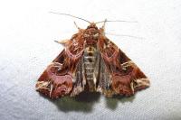 Callopistria juventina