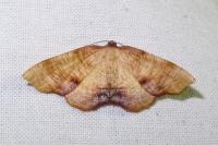 Plagodis dolabraria