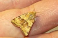 Heliothis viriplaca
