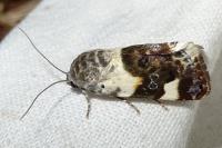 Acontia lucida