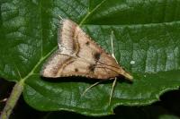 Stemmatophora brunnealis