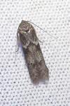 Blastobasis glandulella