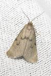 Apaidia mesogona