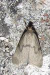 Apaidia mesogona