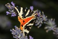 Euplagia quadripunctaria