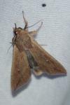 Mythimna unipuncta