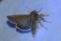 Mythimna unipuncta