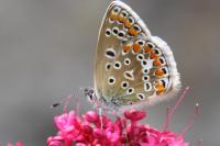 Polyommatus icarus