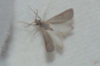 Acentria ephemerella