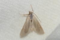 Acentria ephemerella