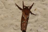Triodia sylvina