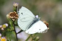 Pieris rapae