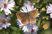 Aricia agestis