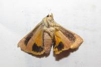 Noctua janthina
