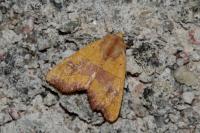 Atethmia centrago
