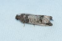 Notocelia incarnatana