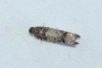 Notocelia incarnatana