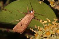Leptologia macilenta