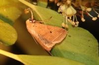 Leptologia macilenta