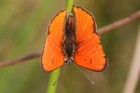 Lycaena dispar