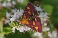 Pyrausta purpuralis