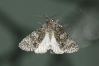 Acronicta megacephala