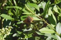 Euclidia glyphica