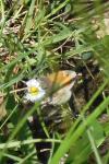 Coenonympha pamphilus