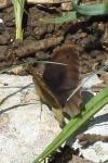 Maniola jurtina