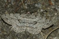Hypomecis roboraria