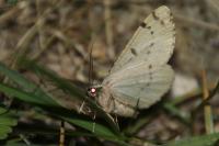 Hypomecis roboraria