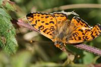 Melitaea didyma