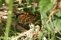 Melitaea didyma