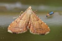 Endotricha flammealis